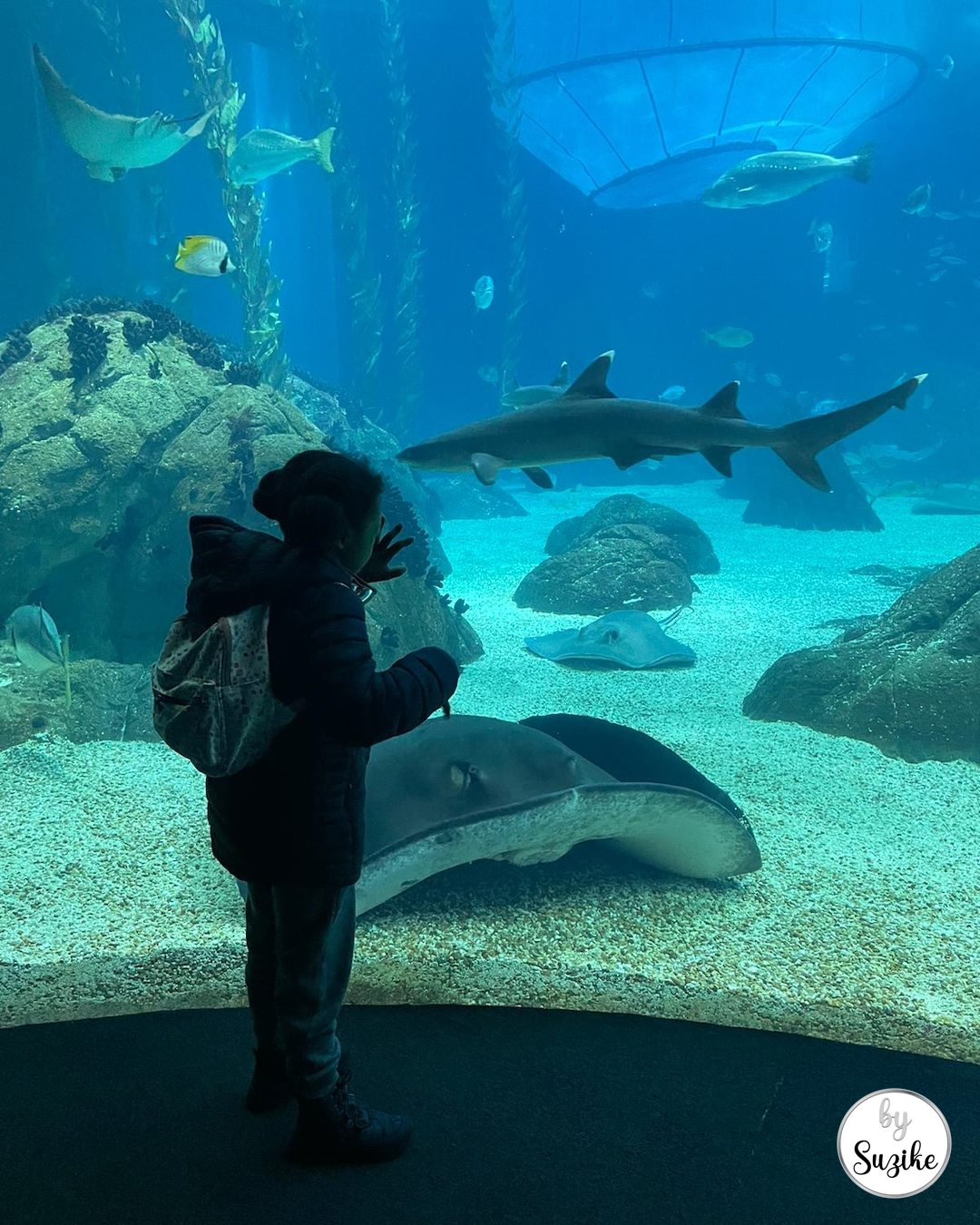 visit to the Lisbon Oceanarium