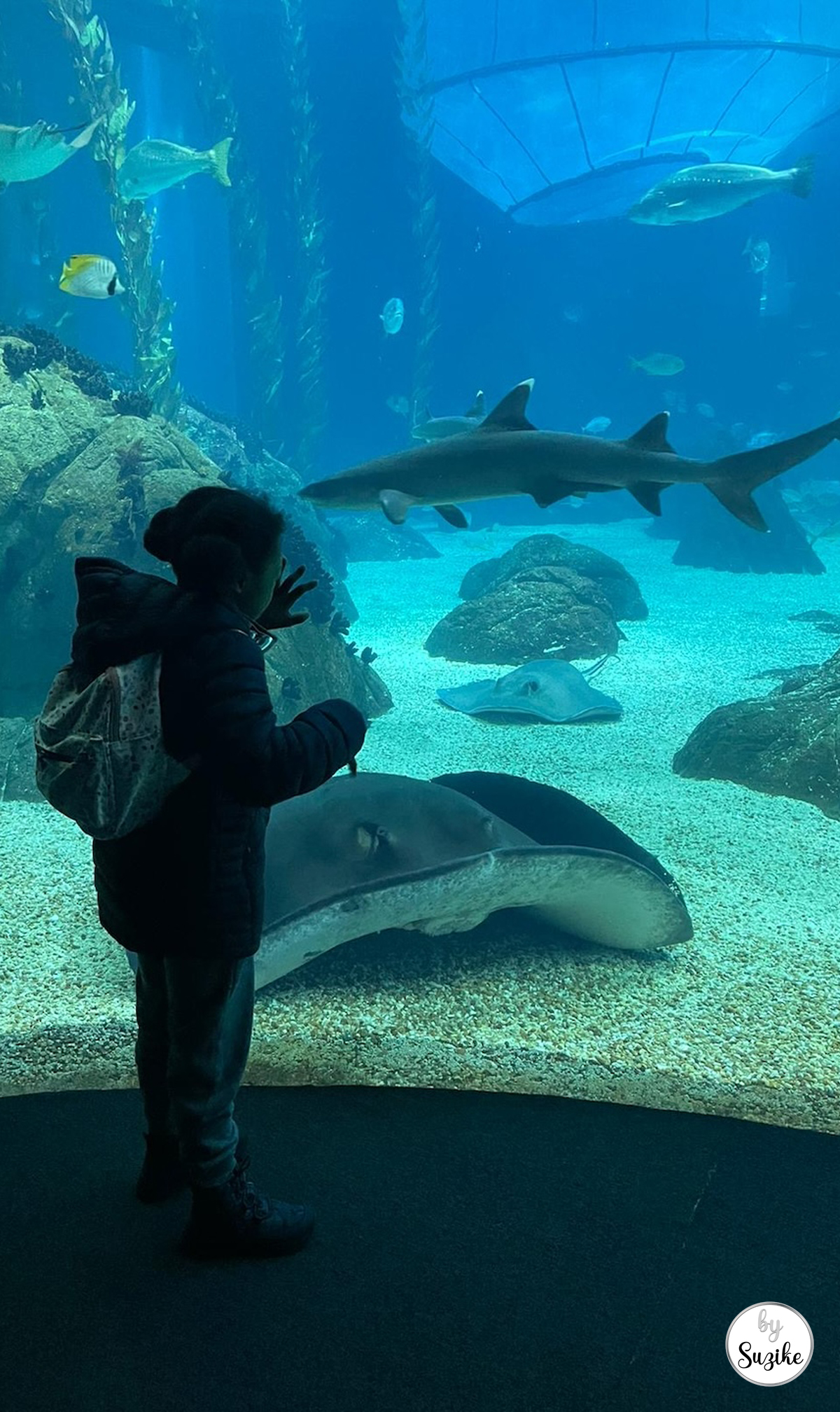Child looking at sharks inside the Lisbon Oceanarium aquarium